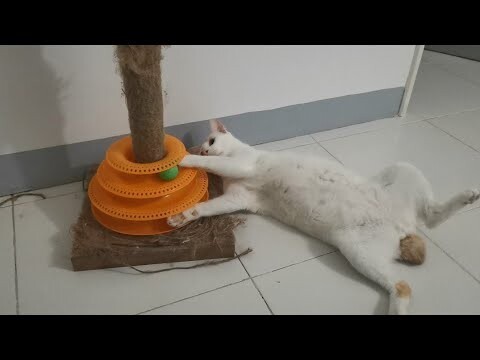 Here's how to play the Cat tower toy right ||Clowderzone