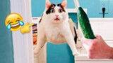 Funniest Cats And Dogs Videos - Best Funny Animal Videos 🤣