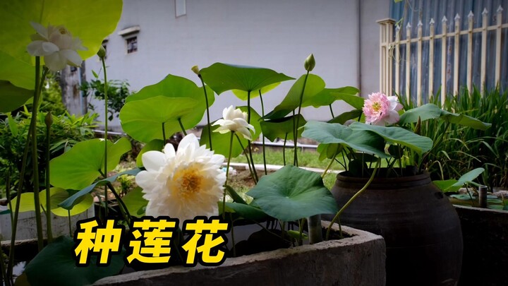 千万别把莲子直接放到水杯里，不然它就会这样生长！