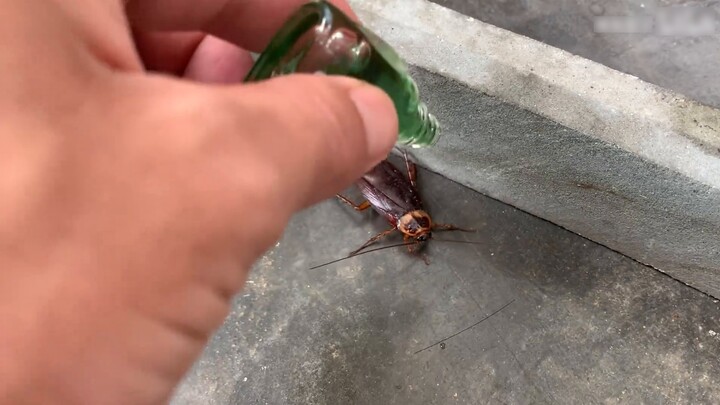 Mantis Catchy