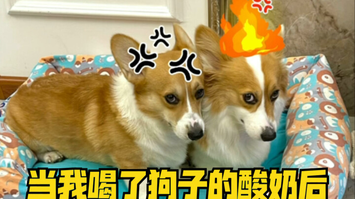 Apakah cara untuk mencegah anjing-anjing bersatu adalah dengan memprovokasi perselisihan internal!?