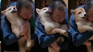 Anak anjing yang tertidur akhirnya menunggu tuannya pulang (hiks hiks