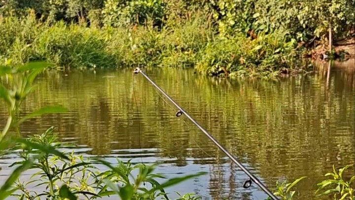 burung kecil makan ikan yang lebih besar dari nya