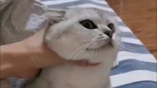 ความอยากรู้อยากเห็นฆ่าแมว