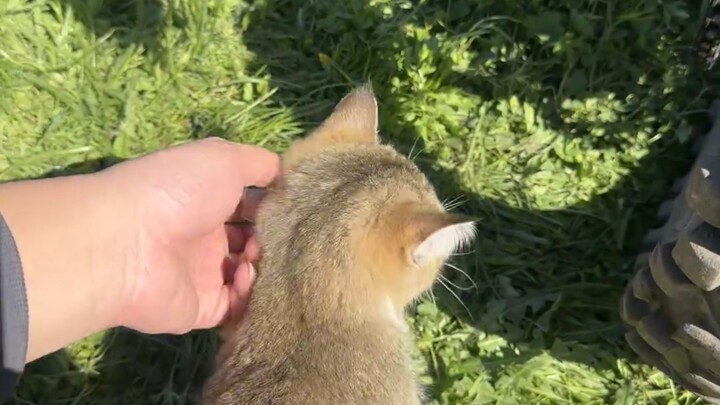 Why can’t you pet cats on the grassland?