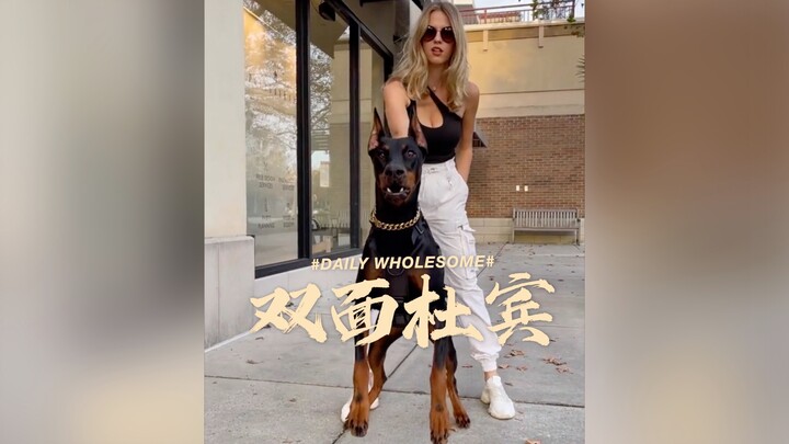 Doberman trong mắt người ngoài so với Doberman con ở nhà