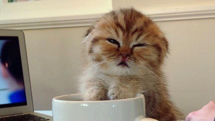 Super-cute cat aliens—these kitties can drift off to sleep at any moment. So adorable!
