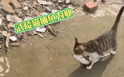 "Record of the Peach Blossom Spring" - The Wuling Cat Makes a Living by Fishing!