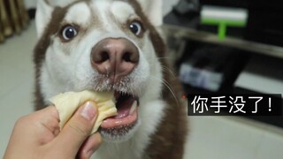 Cố tình đặt ngón tay vào bánh mì cho chó ăn, Husky VS Border Collie, ai sẽ biết cách không cắn trúng