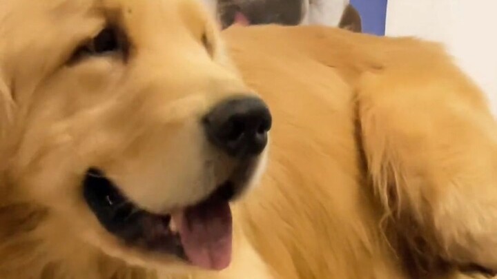 Chó Golden hiến máu để cứu chú chó Samoyed nhỏ