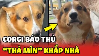 Báo thủ Corgi "THẢ MÌN" khắp nhà khiến Sen dọn dẹp cả tiếng 😂 | Yêu Lu