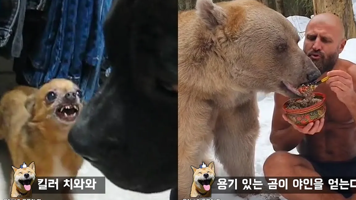 จุดจบของพิทบูลที่สัมผัสหัวใจของชิวาวา Funny animal meme