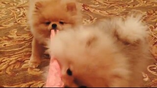 must watch the full video
