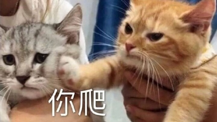 เลือดสาดโหดร้าย! รวมคลิปแมวต่อสู้!!