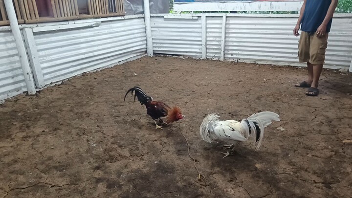 august 17, 2025 sparring session