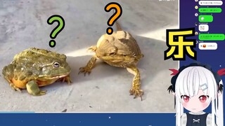 日本小萝莉看非洲牛蛙和鬃狮蜥抢虫子吃，画面太逗爆笑了