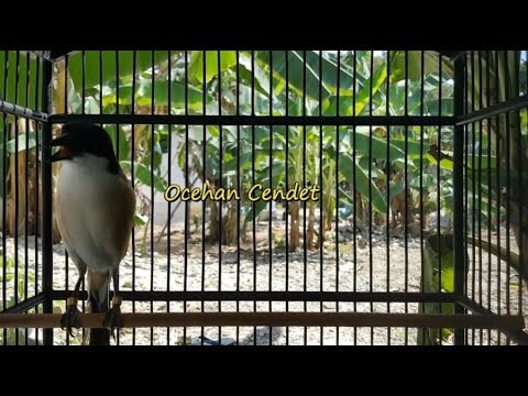 Pastikan Cendet Manapun Nyaut GACOR NGEROL TOET TOET Dengar Suara Cendet Yang Satu Ini