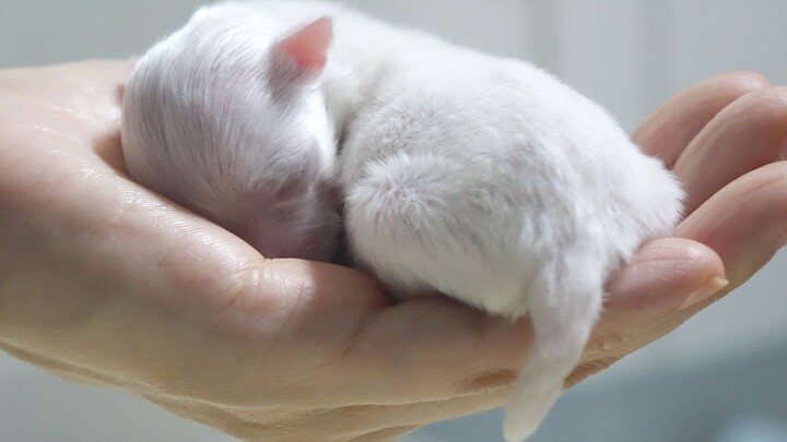 🐶 บันทึกการเติบโตของน้องหมาพันธุ์มอลทีสอายุ 30 วัน ตัวเล็กๆ น่ารักเป็นเอกลักษณ์จริงๆ