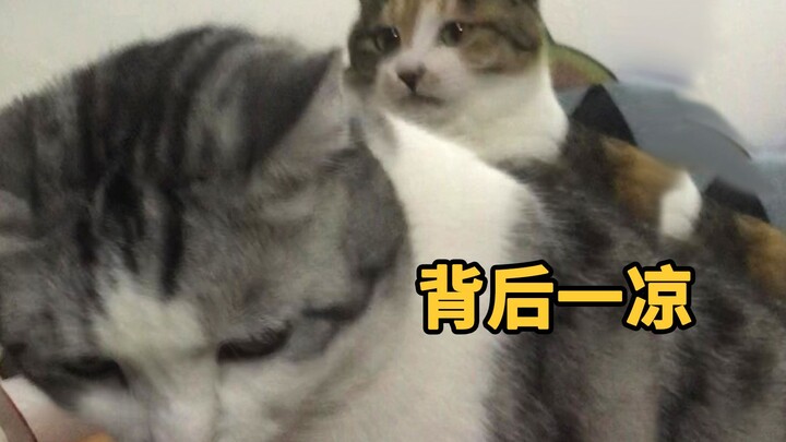 这个猫，我们尝一下啊…