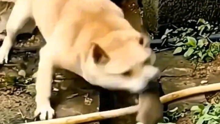 "The difference between a dog catching a mouse and a cat catching a mouse"