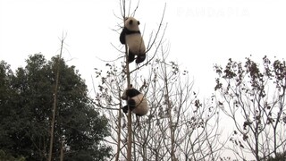 Trying and failing to climb the the small tree. haha  (ಡωಡ)