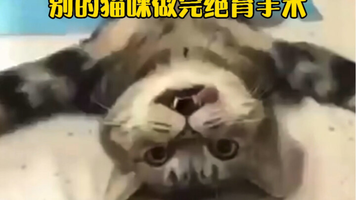 Li Bai’s life is so tough—Sesame Paste doesn’t even spare the little tomcat!