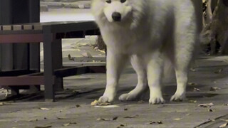 What should I do about my picky dog? Just skip a meal and it'll behave.