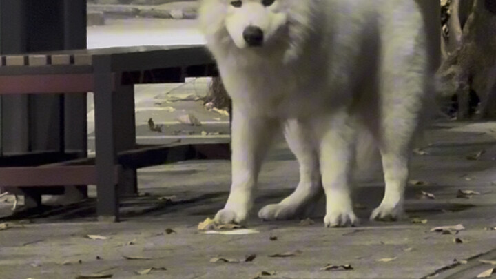 ทำอย่างไรดีเมื่อสุนัขเลือกกิน? อดอาหารสักมื้อก็จะเชื่อฟังแล้ว