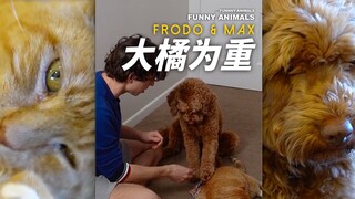 教狗狗抚摸大橘，一举两得！