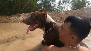 Pitbull Max Thợ Săn Số 1 Việt Nam Săn Vịt Trời Đẳng Cấp | Săn Bắt Ẩm Thực Vùng Cao