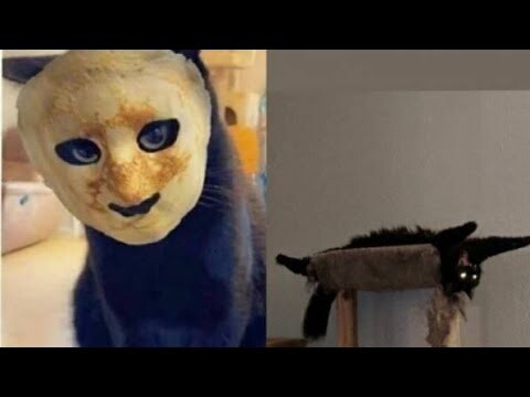 KUCING RUMIT - Paling imut eps.2