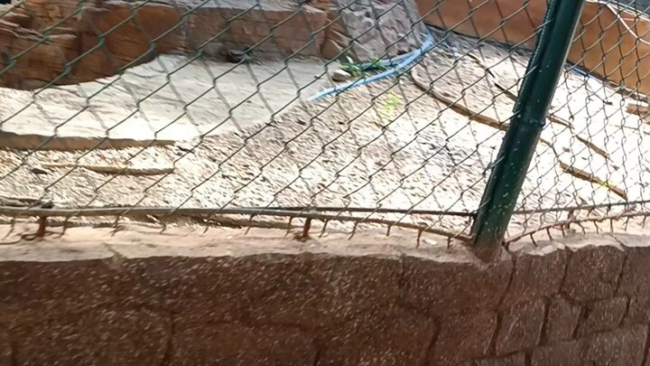 baluaerte zoo ilocos sur escapade