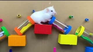 ภารกิจของหนูแฮมสเตอร์ EP 473