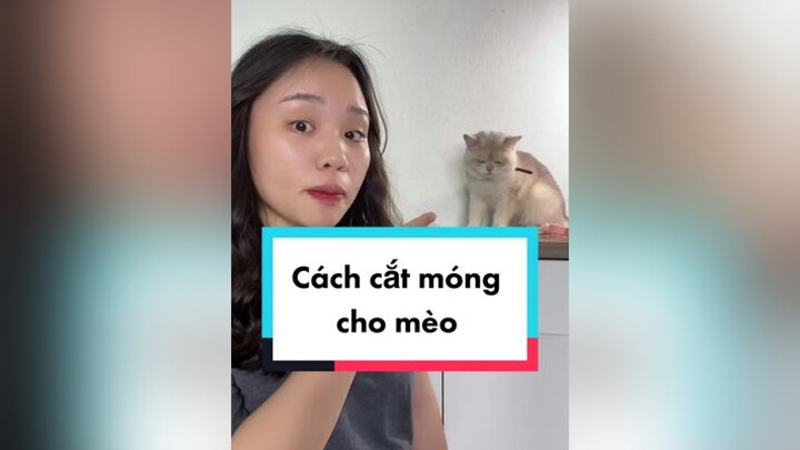 Cách cắt móng cho mèo thoải mái nhất mèo cat thaomeo meohay catmongmeo dcgr