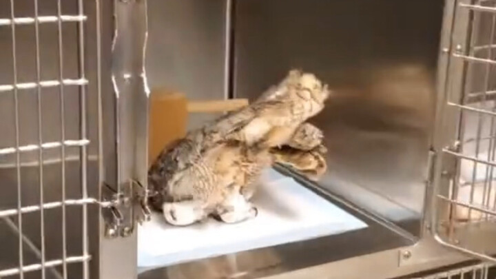 The owl is clearly top-heavy!
