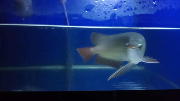 Ikan Red Arwana