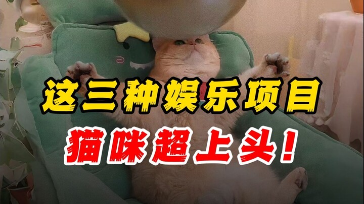 🐱 An entertainment activity cats fall in love with in an instant❗️ Totally unexpected~