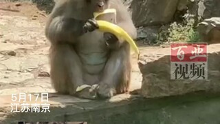 猴子剥香蕉意外落水，肉眼可见的悲伤