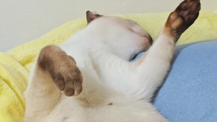 Anh cả, trời nóng quá meo!