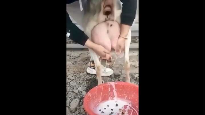 Bubble Tea Making Process