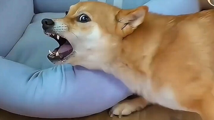 Anjing ini benar-benar sudah menjadi makhluk cerdas #Shiba lucu #anjing imut #anak anjing