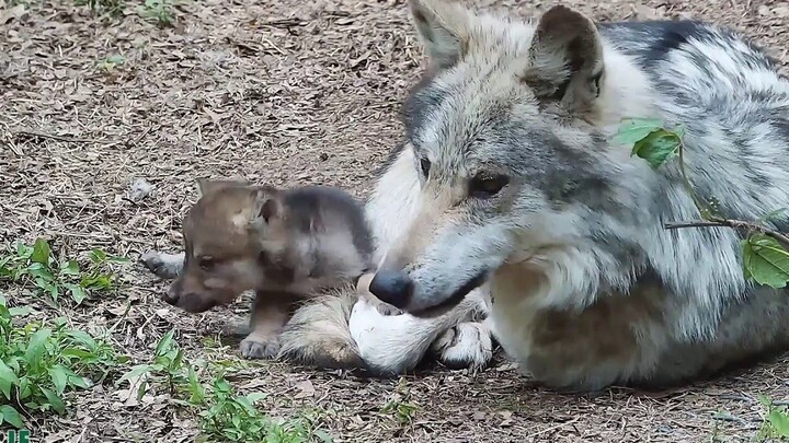 جرو الذئب اللطيف يتلوى على الأرض، بينما يزداد والد الذئب غضبًا تدريجيًا!