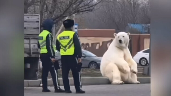 熊之初，性本善。熊已成精，坐在路边等车～萌宠治愈时刻