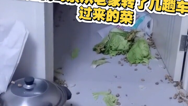 These veggies were brought all the way here by my mom, after transferring multiple buses from our ho