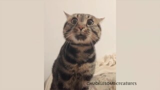 当一位喵星人试图与你交流时。。