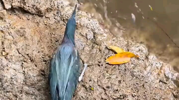 حتى الطيور تعرف أن تبني أعشاشها!!!