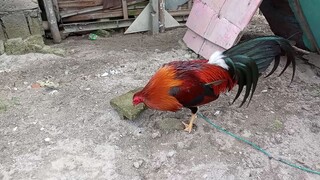 Panlaban KO to Na Manok...