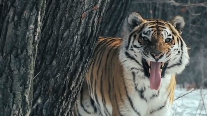 Hổ Siberia hoang dã: Ẩn mình kỹ quá, đều bị bạn chụp ảnh