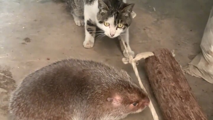 Cat: This is called a mouse?!