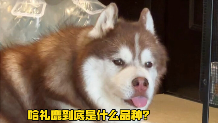 Jangan lagi tanya jenis anjing apa yang dimiliki Ha Liru, dia jelas-jelas Husky kuning tulen